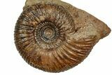 Jurassic Ammonite Fossil - Sengenthal, Germany #357383-1